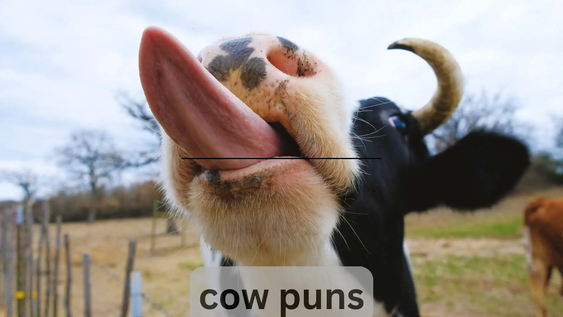 Cow Puns | 487 Udderly Hilarious Laughs for 2025