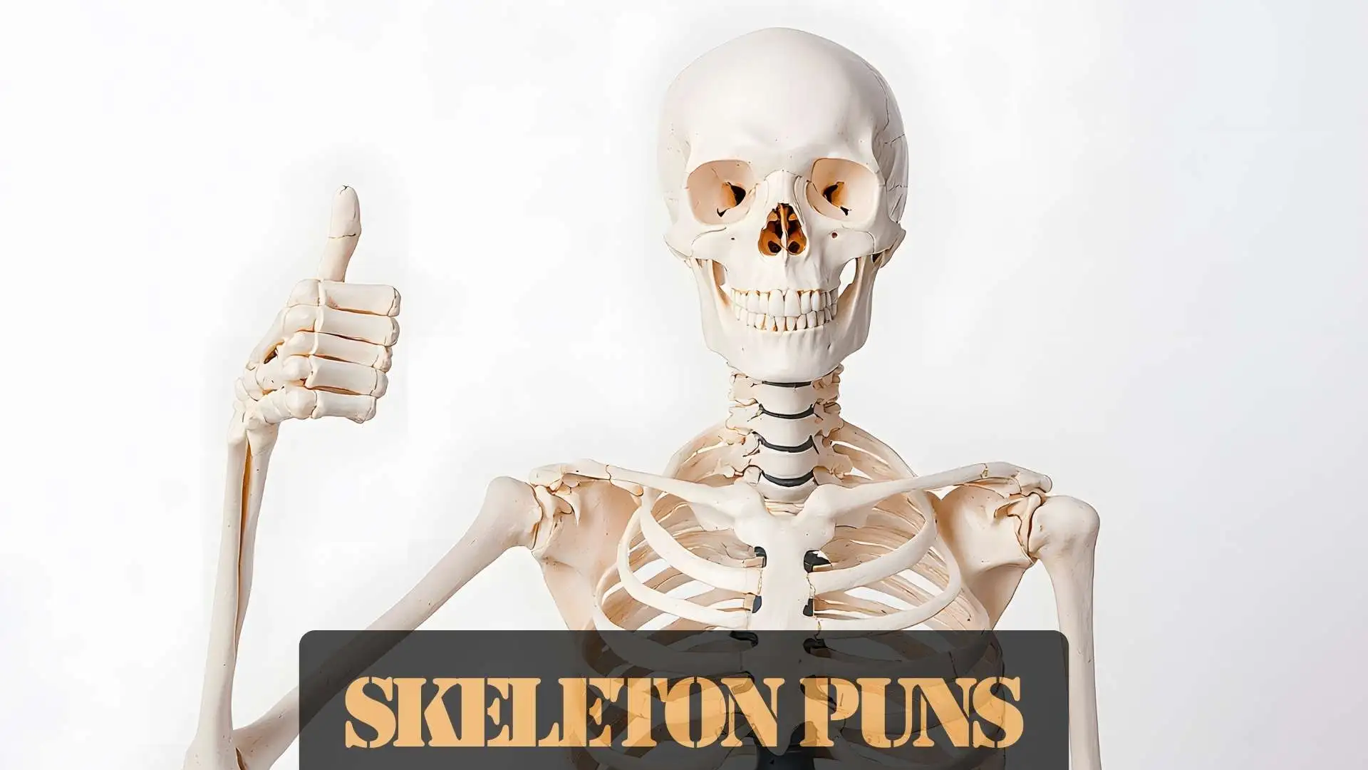 Skeleton Puns 457 | So Humerus You’ll Rattle With Laughter in 2025