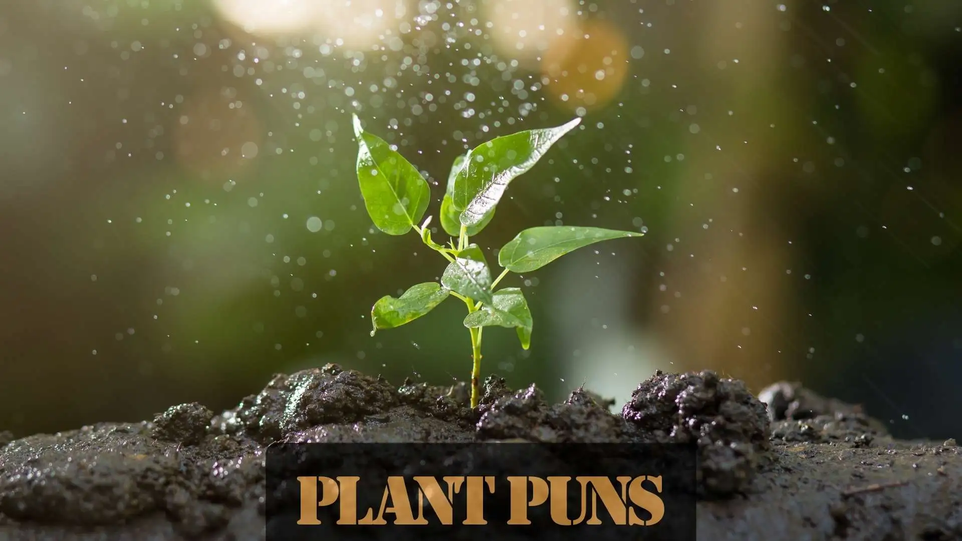 Plant Puns | 245 So Funny They’ll Root in Your Mind in 2025