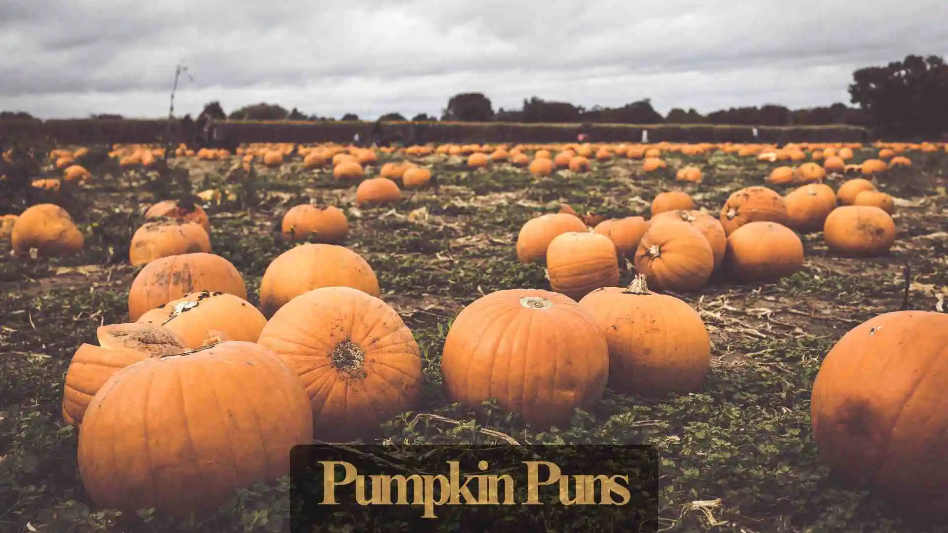 Pumpkin Puns | 321 That’ll Carve Out Big Laughs in 2025