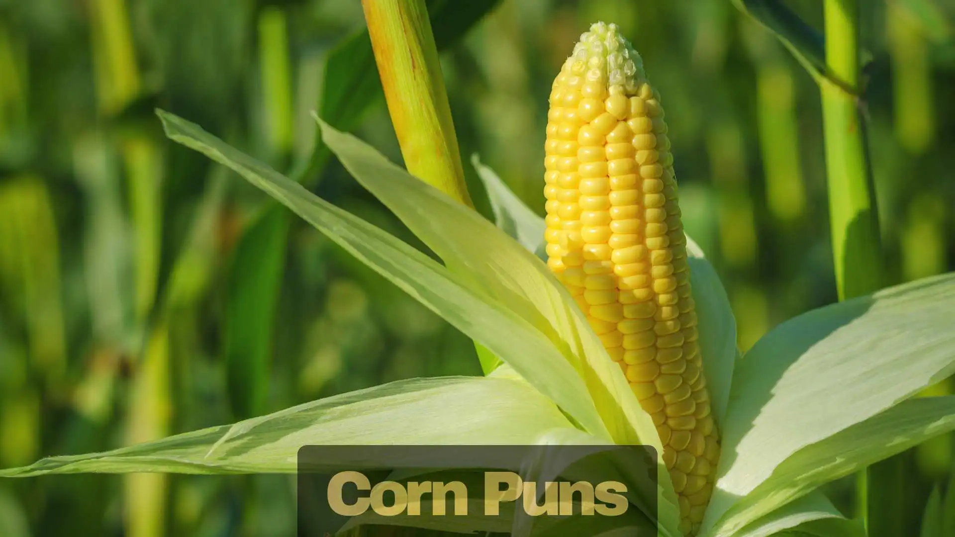Corn Puns | 289 That’ll Make You Pop with Laughter in 2025