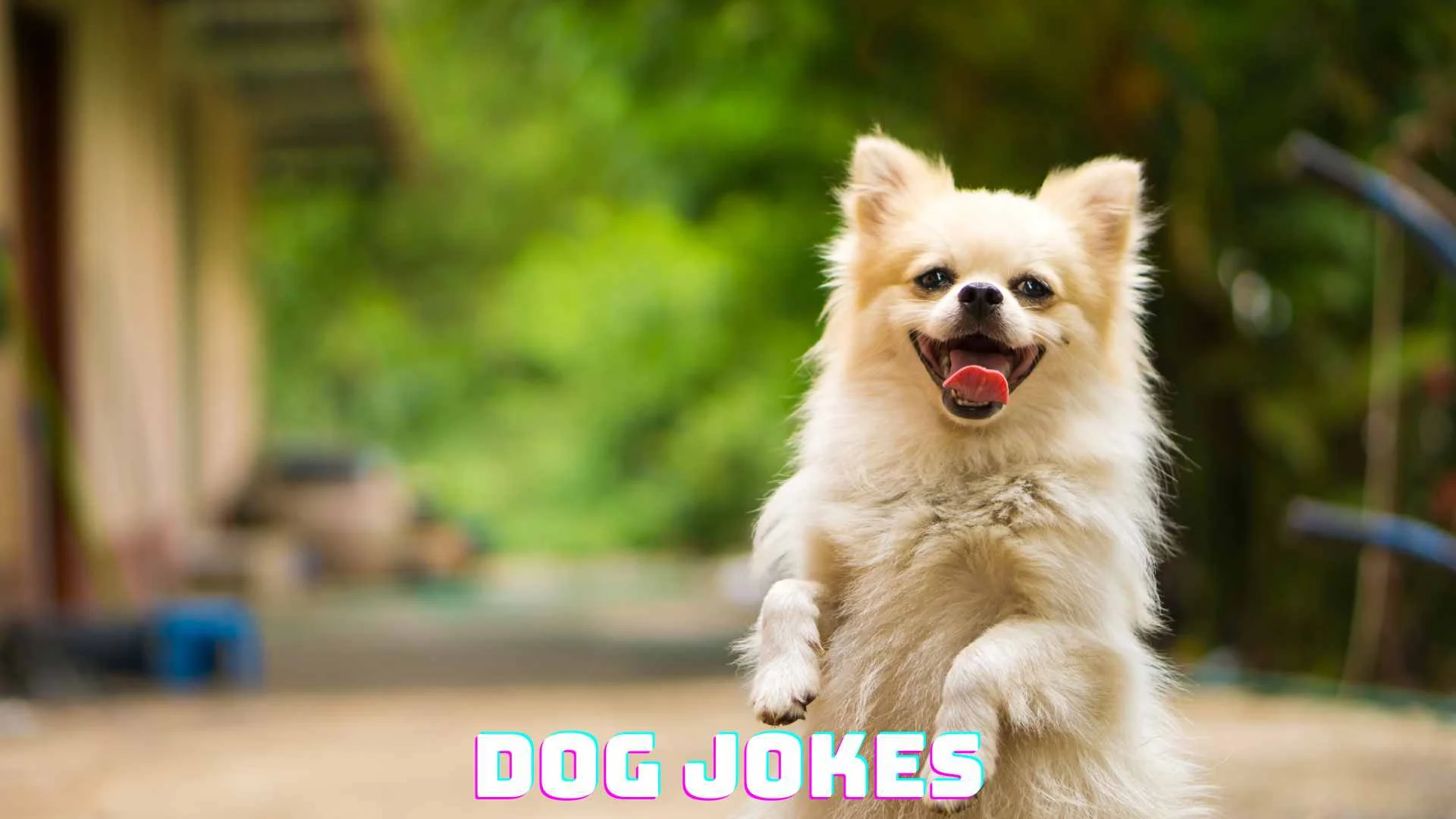 323+ Dog Jokes the Whole Family Will Love For 2026
